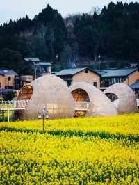 【4月限定】德陽最美油菜花地圖，快收藏！