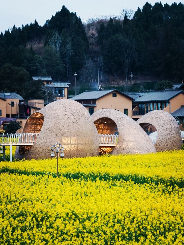 【4月限定】德陽最美油菜花地圖，快收藏！
