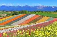 北海道夏日清涼指南 花海與山海的詩篇