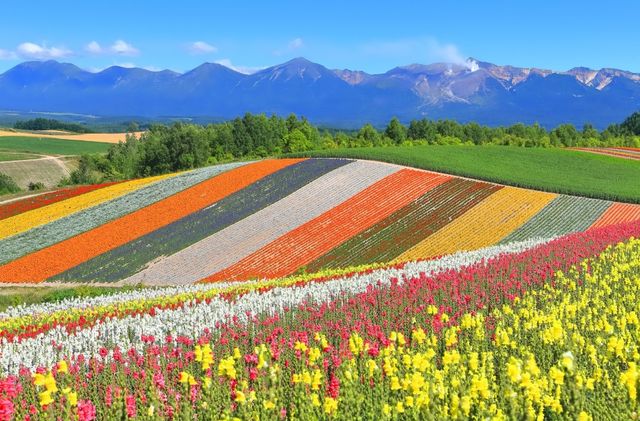 北海道夏日清涼指南 花海與山海的詩篇