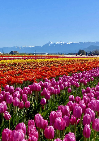 Vancouver Flower Viewing Guide | Romantic Tulip Fields Are Here!