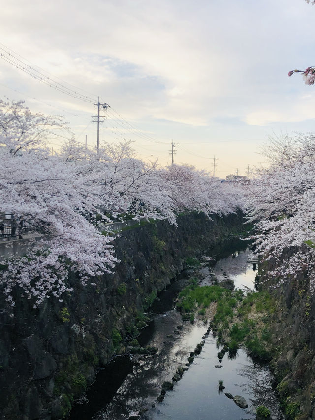 花見名古屋：千年古城的櫻花物語