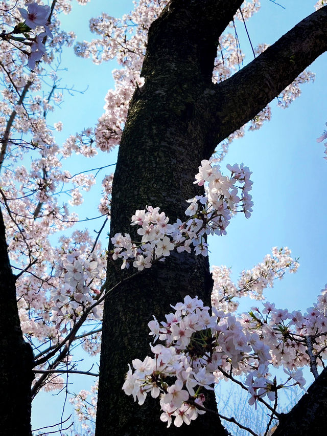 探尋上海公園櫻花之美