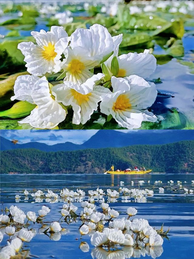 瀘沽湖「水性楊花」真相！當地人都唔敢講嘅秘密！