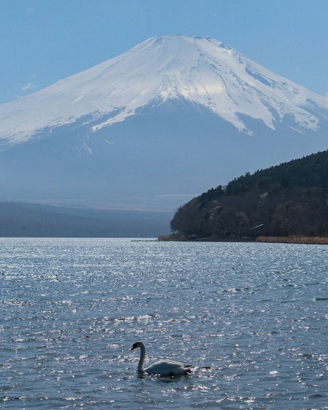 富士山一日遊，東京出發，山中湖河口湖