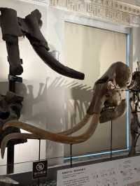 Roar-some Dinosaur Exhibits At The Natural History Museum Of Taiwan 