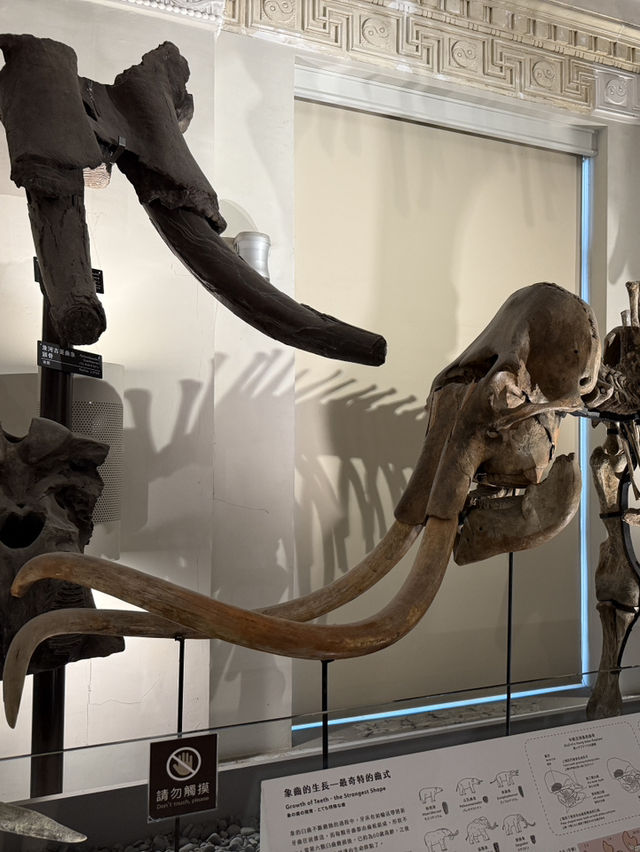 Roar-some Dinosaur Exhibits At The Natural History Museum Of Taiwan 