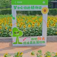 比起海珠湖格桑花🌼，我更鍾情於向日葵🌻！