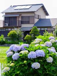 神奈川 | 邂逅繡球花小村莊🌸