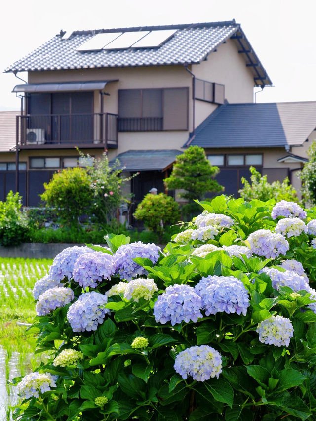 神奈川 | 邂逅繡球花小村莊🌸