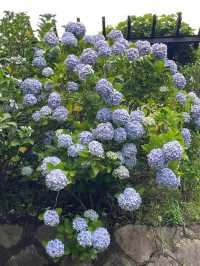 東京賞繡球花 | 多摩川台公園祕境