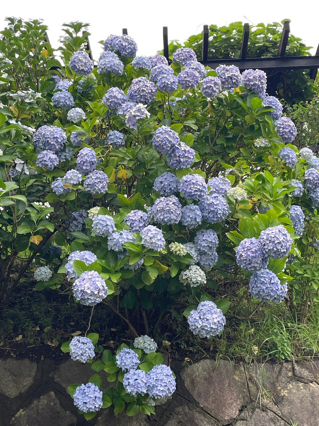 東京賞繡球花 | 多摩川台公園祕境