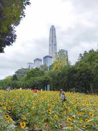 深圳寶子們快看！市民中心藏了片「現實版陽光畫布」🌻✨五一假期誤闖這片向日葵花海，直接被美到走不動路！