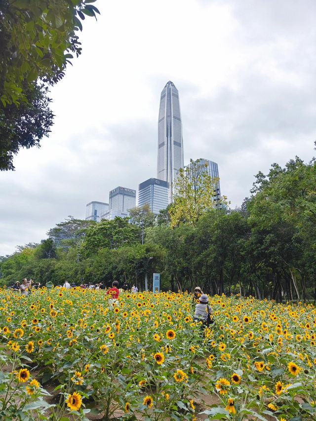 深圳寶子們快看！市民中心藏了片「現實版陽光畫布」🌻✨五一假期誤闖這片向日葵花海，直接被美到走不動路！