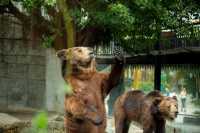 住進動物王國，睇國寶賞馬戲全攻略