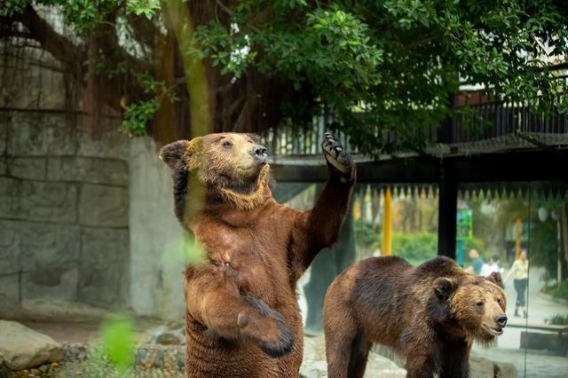 住進動物王國，睇國寶賞馬戲全攻略