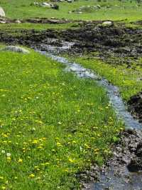 禾木：喀納斯的後花園、白樺林裡的古村落