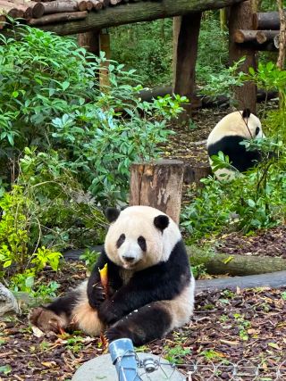 Chengdu Panda Base + Sanxingdui Private Car Tour Guide
