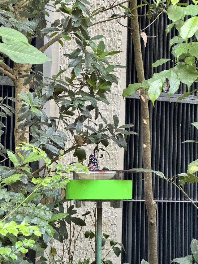 森林與市集交織的午後時光
