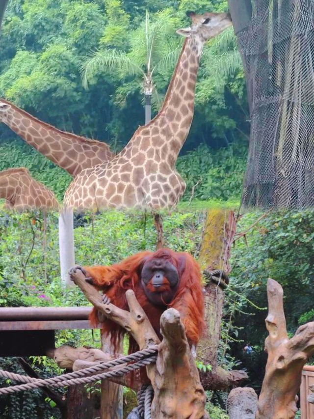 廣州長隆野生動物世界超全攻略親子必睇