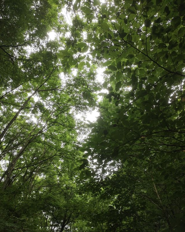 登頂白雞峰1314米