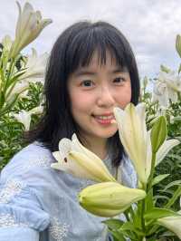 福州百合花田百花盛放中