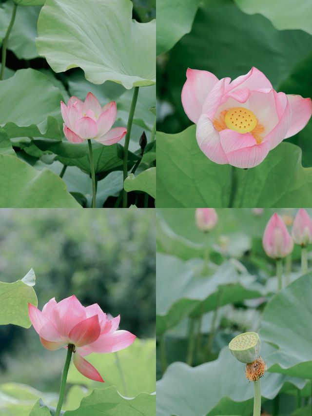桐鄉百畝荷塘遊玩攻略