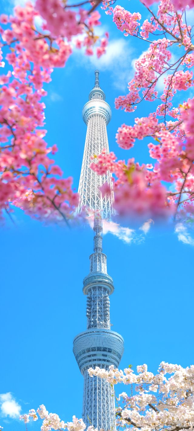 東京晴空塔櫻花季限定必打卡攻略