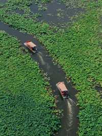 收藏金湖荷花蕩全攻略｜萬畝荷田點樣玩？
