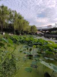 閒遊板橋坊河之三湖公園
