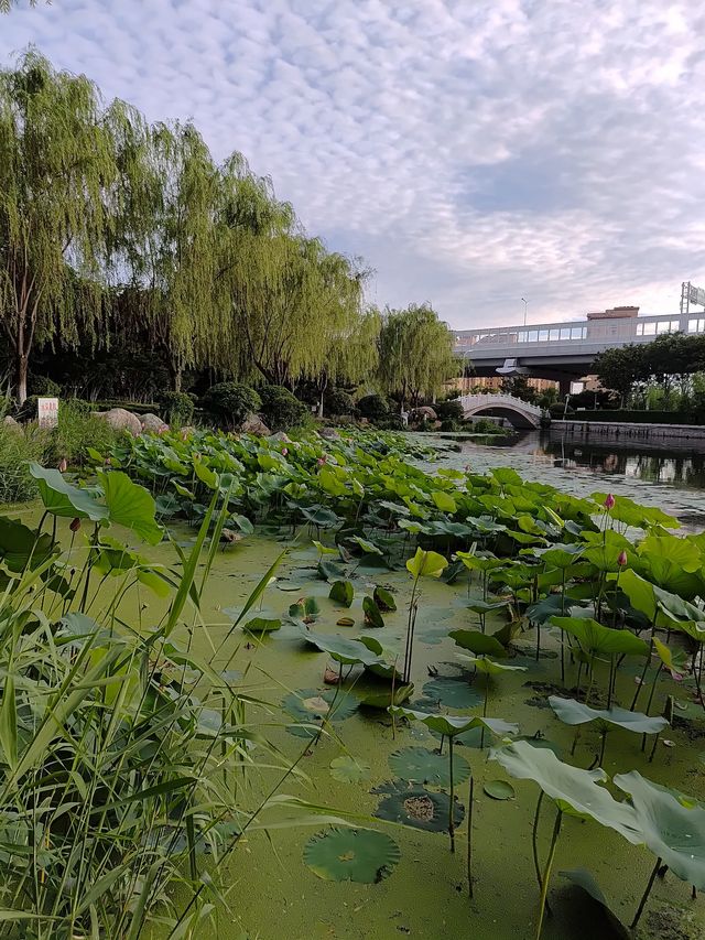 閒遊板橋坊河之三湖公園