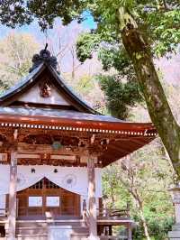 東京隱世秘境｜深大寺的古都風情與禪意時光】**  