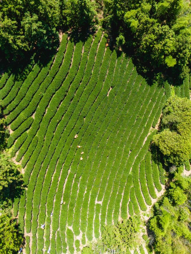 夏日武夷，揭秘岩茶誕生的「心」旅程