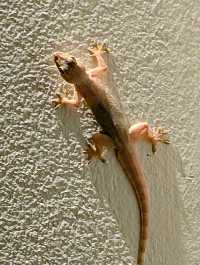 Beautiful Setting, Improvement Needed in Service Quality