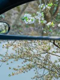 寧波前灣賞花攻略｜春日限定浪漫，邂逅花海
