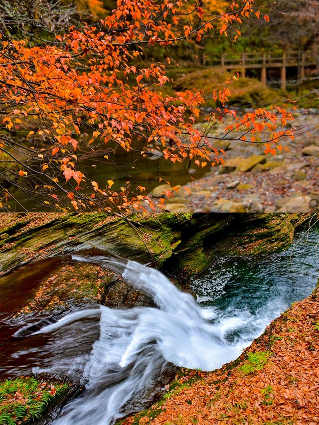 免門票|漢中黎坪紅葉即將進入最佳觀賞期