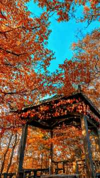 中國紅葉第一山！光霧山賞秋攻略，避開人潮拍大片