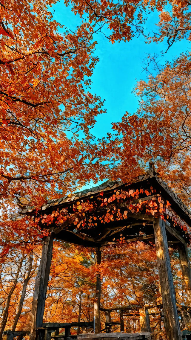 中國紅葉第一山！光霧山賞秋攻略，避開人潮拍大片