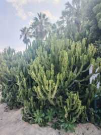 廈門園林博物園：探秘古典園林之美

廈門，這座美麗的海濱城市，不僅因其海灘、島嶼和美食而聞名於世，更