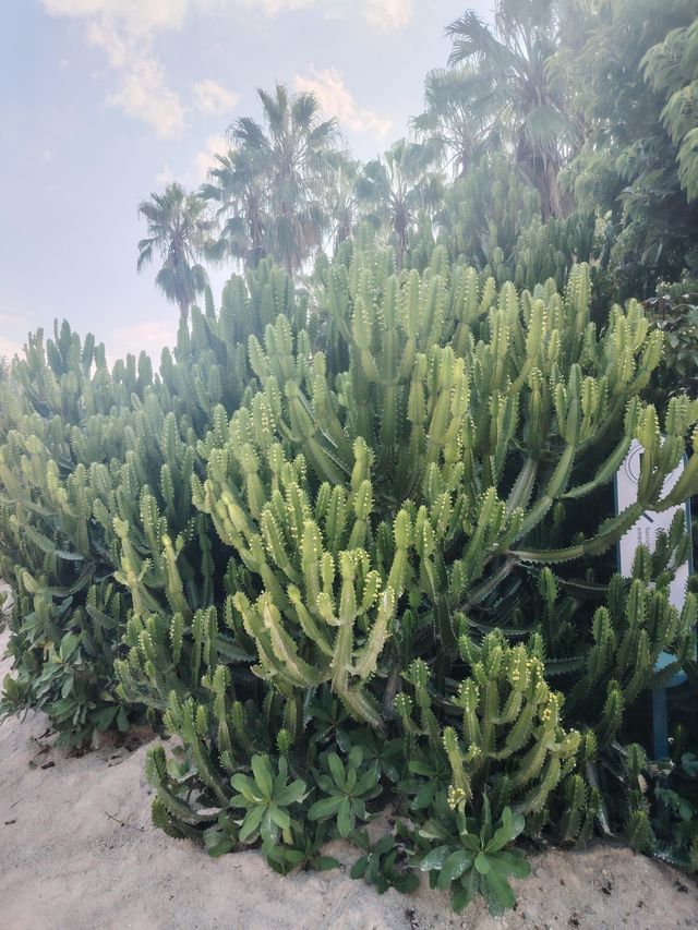 廈門園林博物園：探秘古典園林之美

廈門，這座美麗的海濱城市，不僅因其海灘、島嶼和美食而聞名於世，更