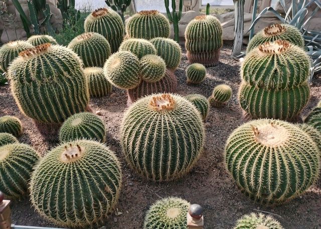 北京香山植物園|我親歷的油畫世界鬱金香花海美到窒息! 北京香山植物園|我親歷的油畫世界鬱金香花海美到窒息!