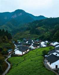 龍井村-茶鄉第一村|梯田茶園錯落有致，群山環抱間茶香彌漫