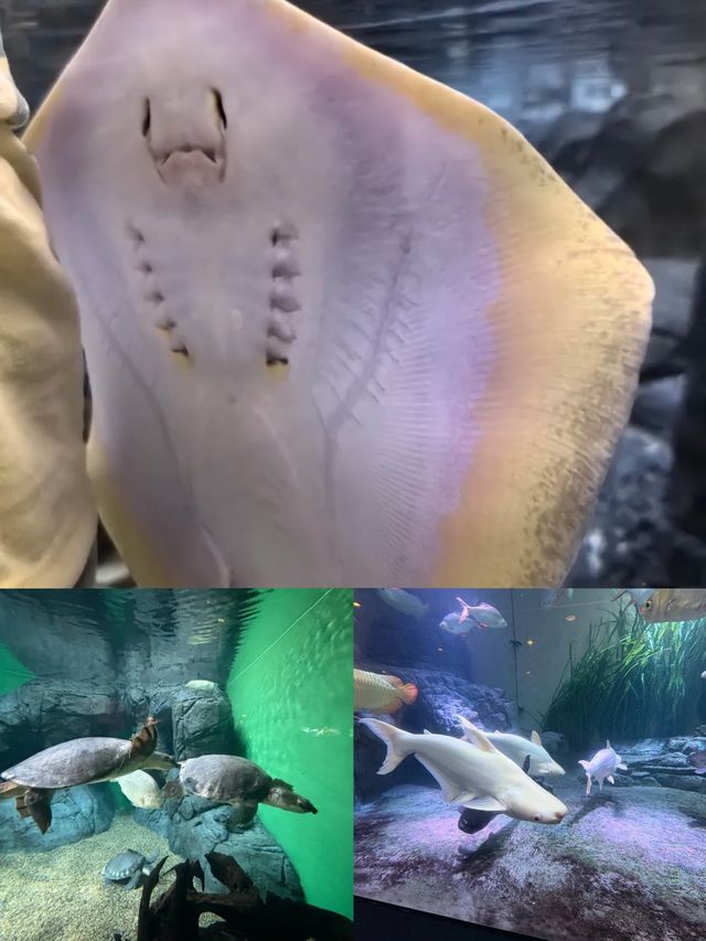 陸家嘴海洋館：親子遊玩寶藏地，優缺點全知曉！