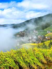 抓住金秋尾巴！龍脊梯田絕美觀賞期僅剩最後7天！