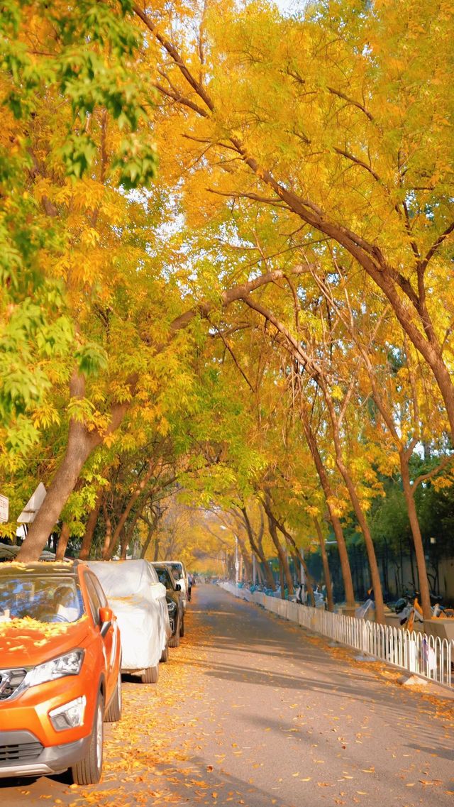𝟐𝟎𝟐𝟓北京第一波秋景紅楓白蠟變色啦