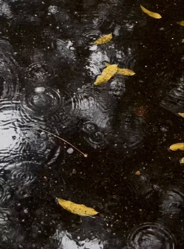 雨中秋色漫長沙，邂逅烈士公園的治癒系浪漫