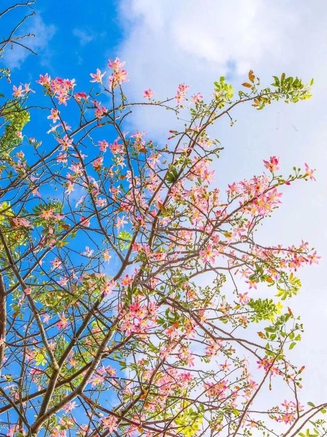 東莞異木棉盛花期，滿城粉色浪漫來襲