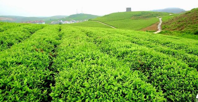 兩大茶園PK！貴州松桃vs廣東潮州，你更愛哪個？