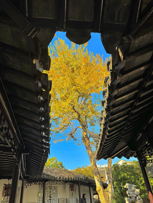 蘇州秋日限定|銀杏和紅楓點綴的五彩園林 蘇州秋日限定|銀杏和紅楓點綴的五彩園林