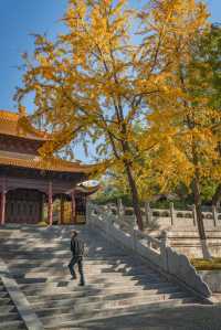 南京的秋色宜人,來這裡感受旅遊旅遊景點攻略